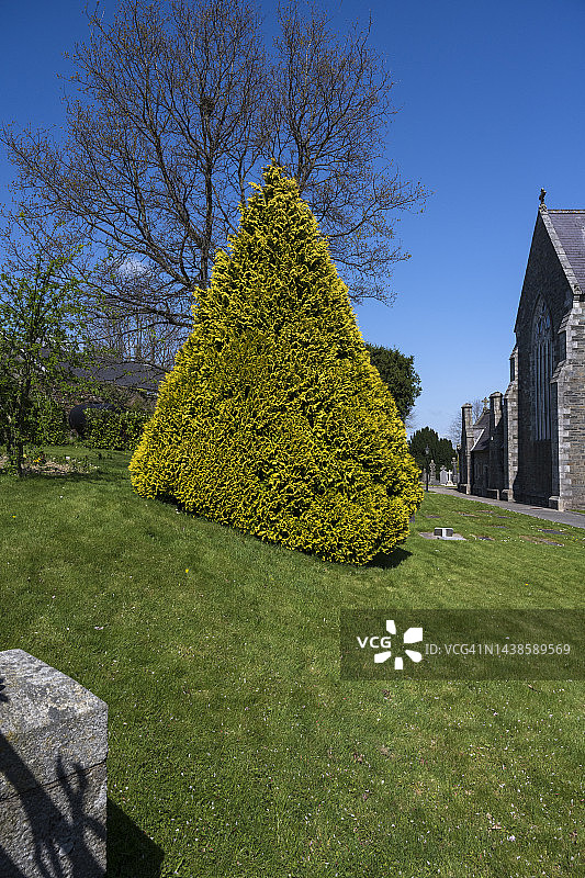 花园里的崖柏树图片素材