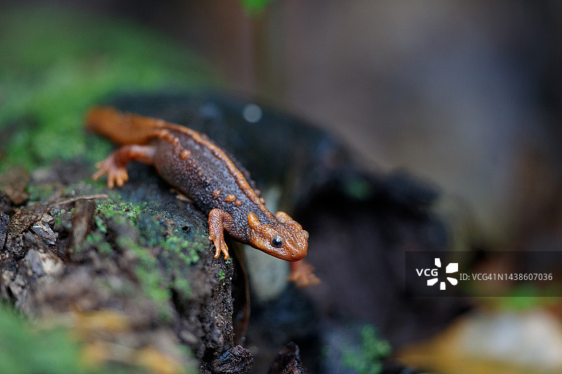 成年喜马拉雅疣螈（红瘰疣螈、鳄鱼蝾螈）图片素材