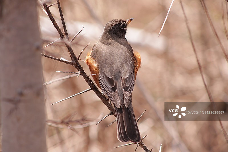 阳光下的知更鸟图片素材
