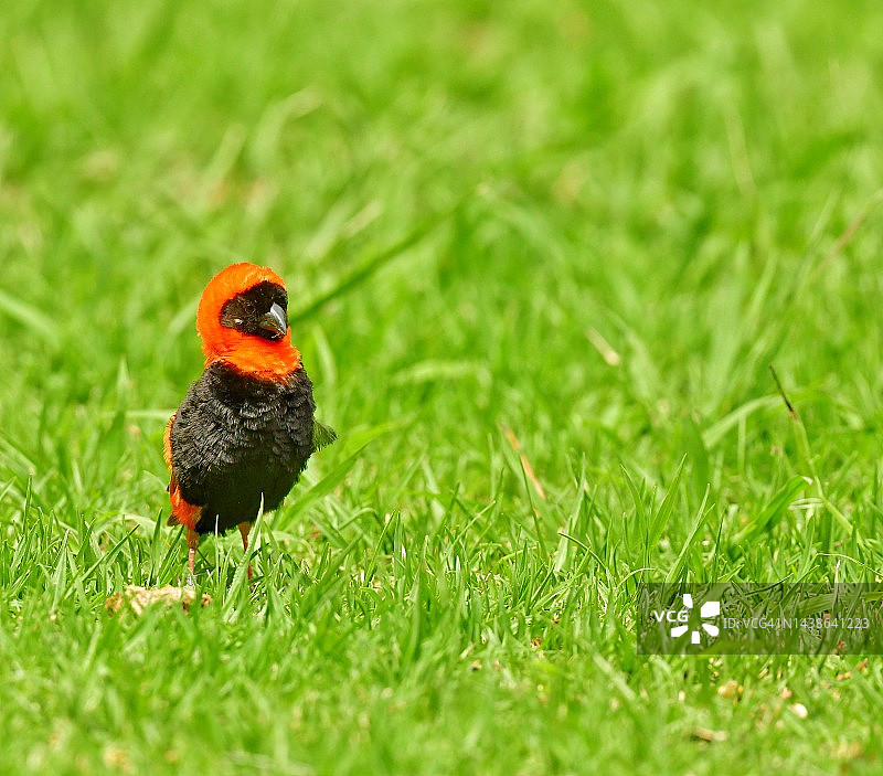 站在绿草中的南部红主教鸟图片素材