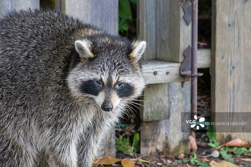 浣熊特写图片素材