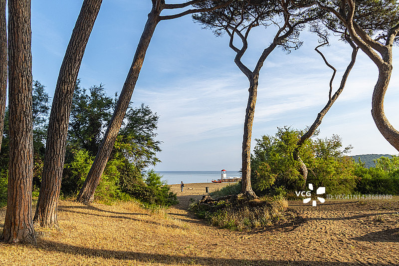 海滩上的海松图片素材