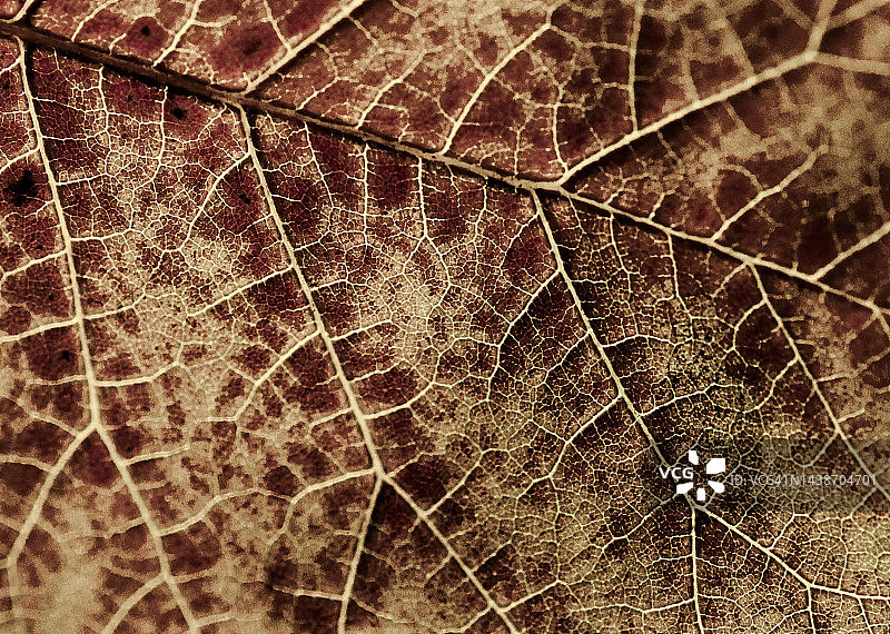 绣球花叶子的特写图片素材