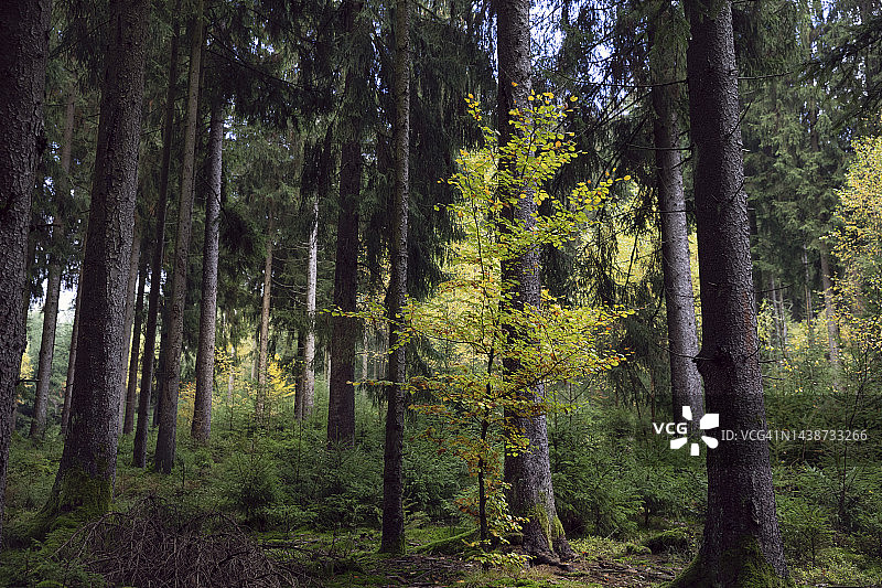 德国图林根森林中，生长在成熟云杉树丛中的一棵长着黄色秋叶的小树图片素材