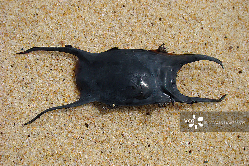 波鳐卵鞘图片素材