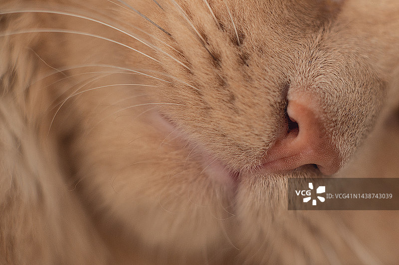 白色背景上的猫咪口鼻特写图片素材