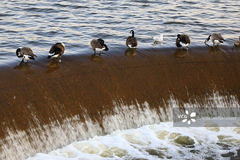 鹅群在瀑布顶端保持平衡图片素材