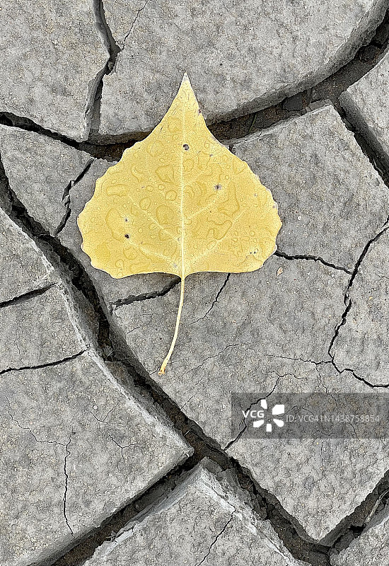 掉落在犹他州弗里蒙特河谷龟裂泥土上的三角叶杨树叶，11月图片素材