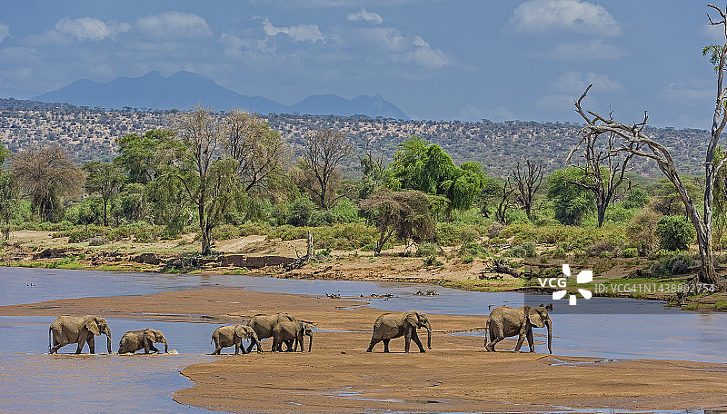 非洲丛林象（非洲象）。桑布鲁国家保护区。雌性象群过河。图片素材