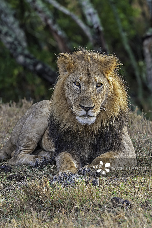 非洲狮：非洲五大猫科动物之一，肯尼亚图片素材