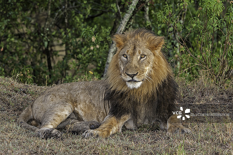 非洲狮：非洲五大猫科动物之一，肯尼亚图片素材