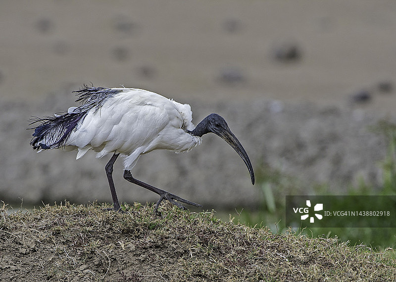 非洲圣鹮，肯尼亚奥尔佩杰塔保护区图片素材