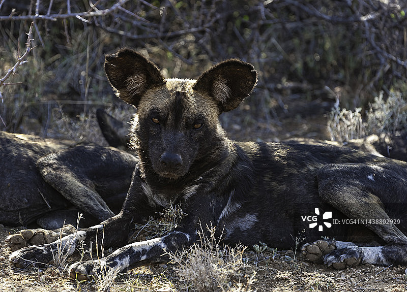 非洲野犬：肯尼亚桑布鲁国家保护区图片素材