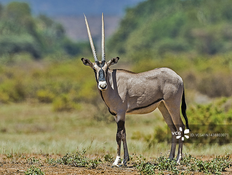 东非剑羚：肯尼亚桑布鲁国家保护区的羚羊图片素材