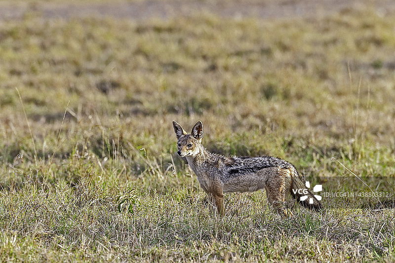黑背胡狼，肯尼亚奥尔佩杰塔保护区图片素材