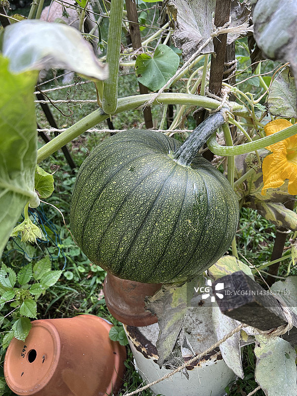 南瓜植株图片素材