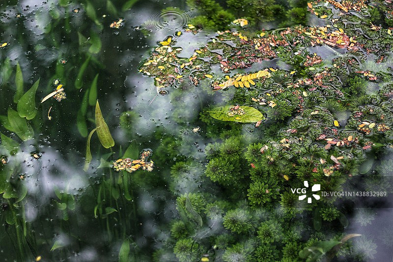 湖中的矮珍珠草图片素材