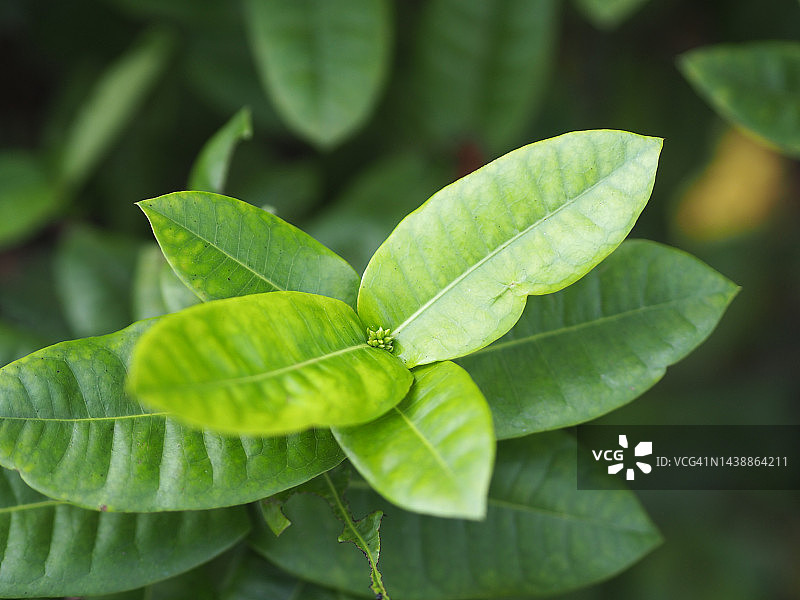 龙船花绿叶灌木丛图片素材