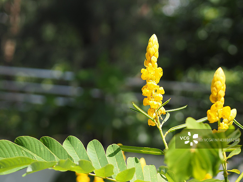 花园自然背景中盛开的黄花腊肠树图片素材