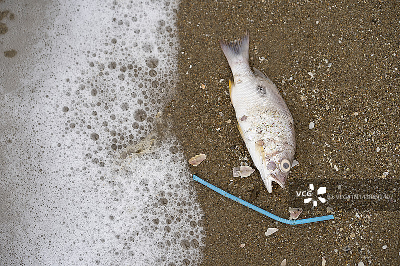 海滩上被冲上岸的垃圾包围的死鱼图片素材