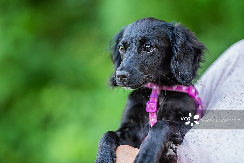 混种犬（获救犬）图片素材