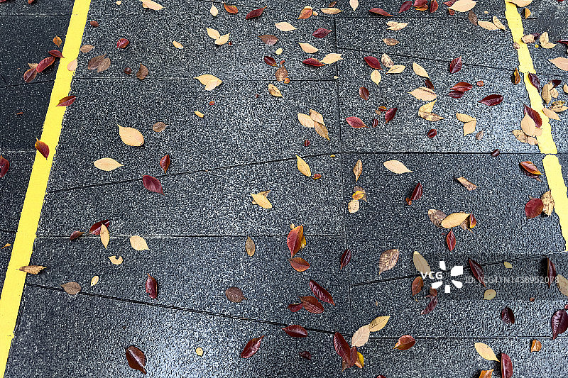 被秋叶覆盖的跑道图片素材