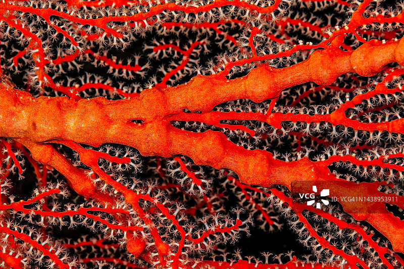 帕劳密克罗尼西亚海域扇形柳珊瑚图片素材