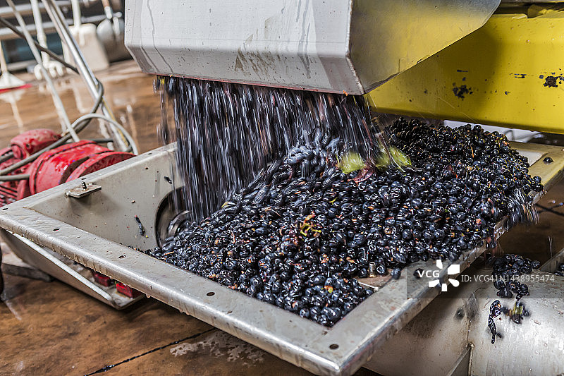 博尔盖里葡萄酒产区，新鲜采摘的葡萄图片素材