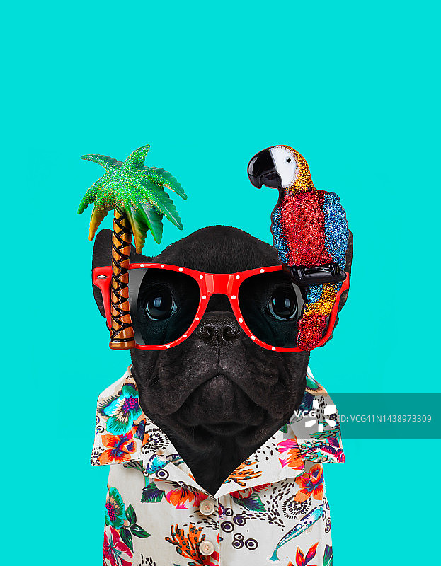 戴着鹦鹉眼镜的可爱小狗图片素材