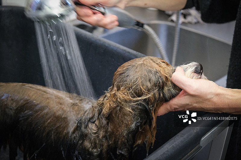 哈威那比熊犬在浴缸里洗澡图片素材