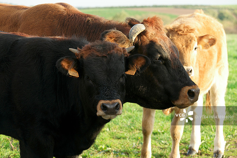 牛科动物图片素材