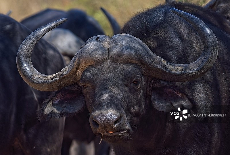 好望角野牛图片素材