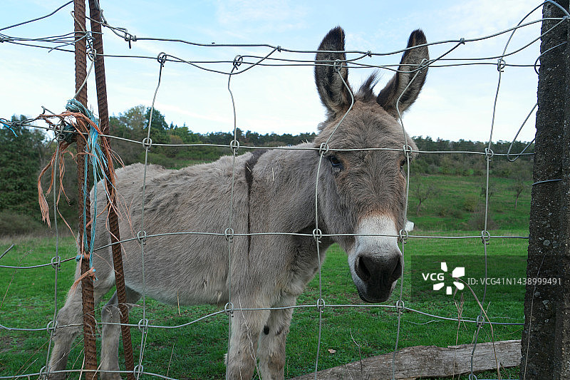 驴图片素材