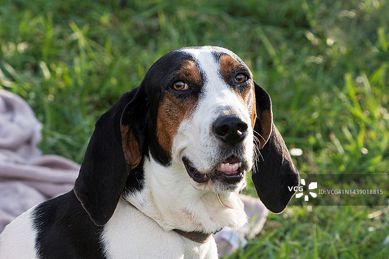 在户外看镜头的巴吉度猎犬图片素材