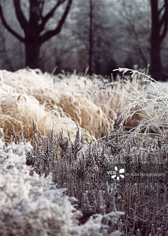 冰霜覆盖的枯草与植物的冬季美景图片素材