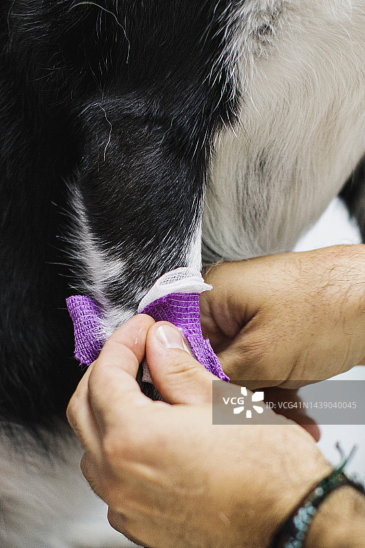 兽医在诊所抽血图片素材