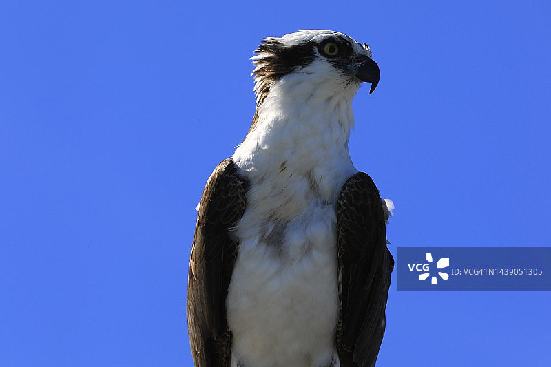 野生鱼鹰图片素材