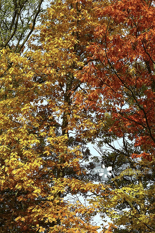 秋色全画幅图片素材