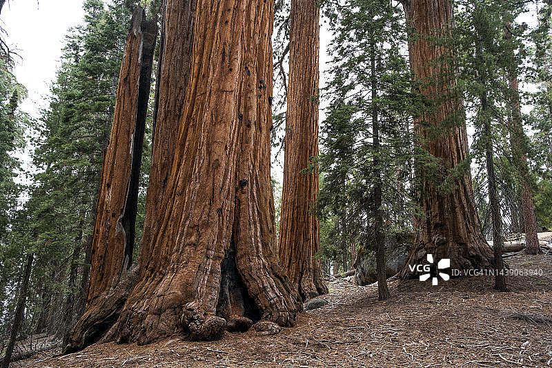 红杉国家森林 6图片素材