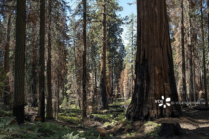 红杉国家森林图片素材