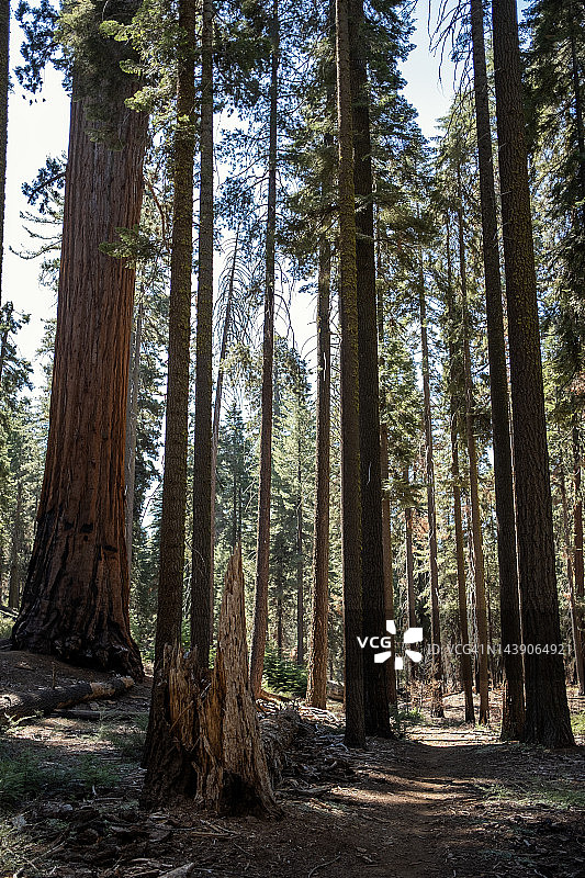 红杉国家森林 17图片素材