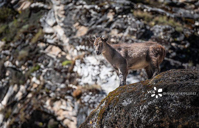 前往珠穆朗玛峰大本营途中的喜马拉雅塔尔羊图片素材