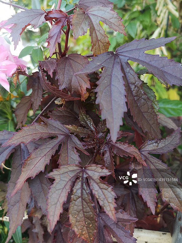 红花、洛神花，花园中红叶洛神葵树，锦葵科图片素材