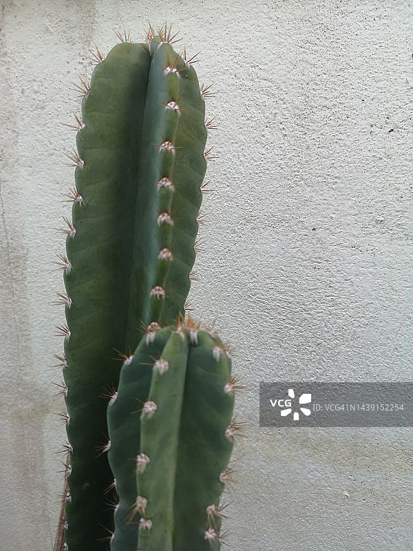 仙人柱图片素材