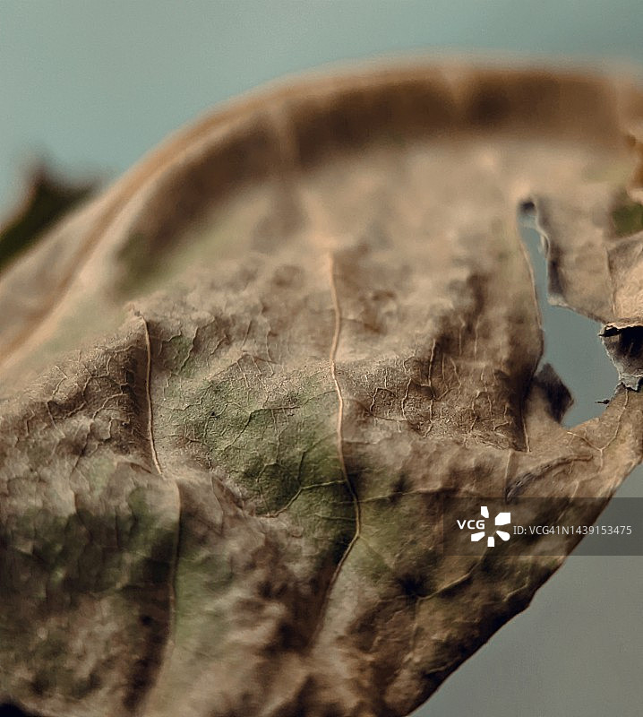 枯萎的树叶图片素材