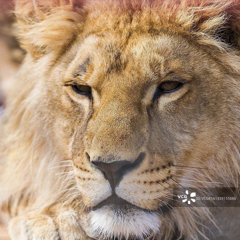 狮子面部特写图片素材