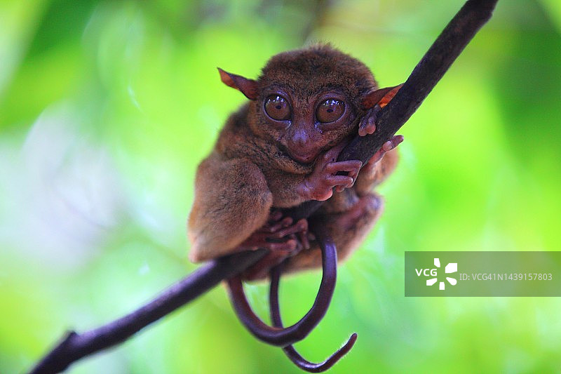 菲律宾眼镜猴图片素材