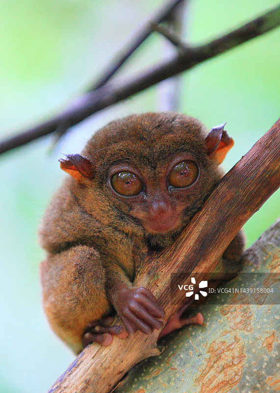 菲律宾眼镜猴图片素材