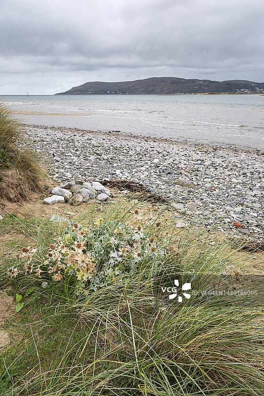 海冬青(Eryngium Maritimum)，位于北威尔士康威的海岸图片素材