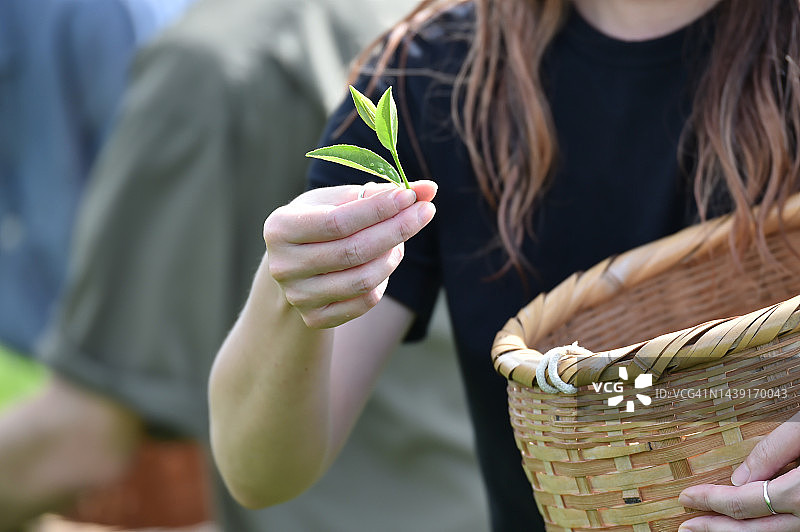 采摘茶叶的日本男子图片素材